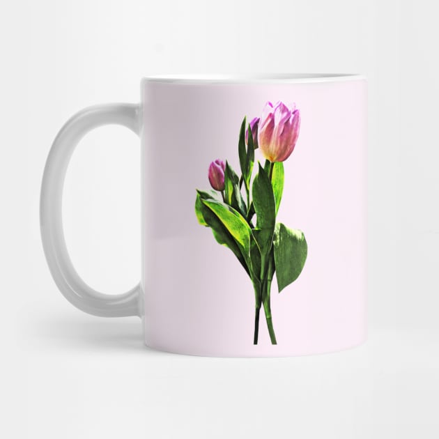 Lovely Pale Pink Tulips by SusanSavad